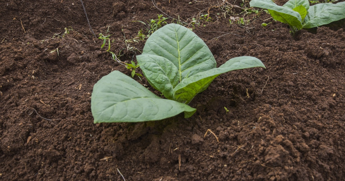 Un grup de cercetători a reușit să modifice genetic plante de tutun pentru a produce cinci compuși psihedelici, cei mai mulți fiind asociați în mod obișnuit cu surse naturale precum ciupercile cu psilocibină, ayahuasca și broaște