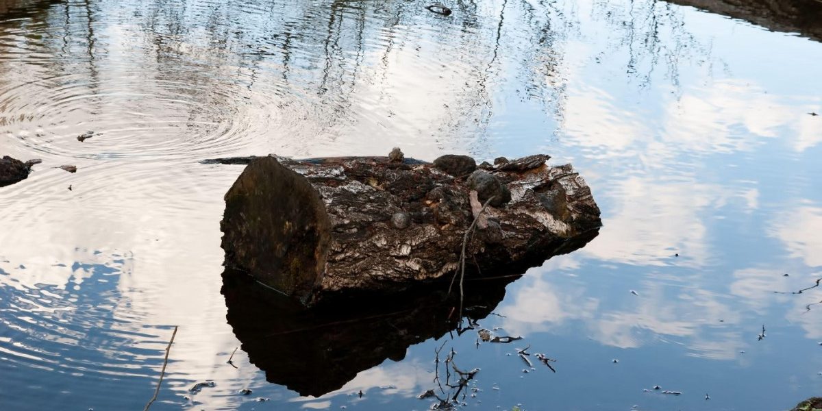 Lumea preistorică: Cum aprindeau focul oamenii acum 780.000 de ani