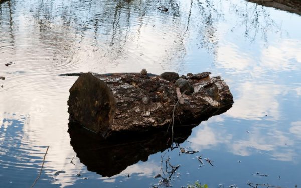 Lumea preistorică: Cum aprindeau focul oamenii acum 780.000 de ani