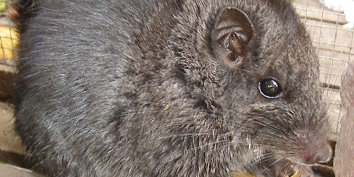 Rozătoare dispărute, găsite după 11 milioane de ani ÎN junglă