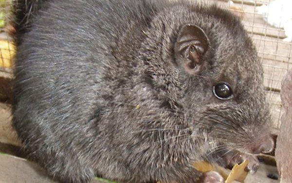 Rozătoare dispărute, găsite după 11 milioane de ani ÎN junglă