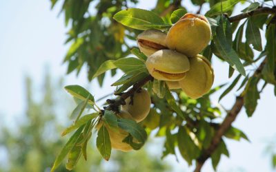 7 alimente esențiale pe care trebuie să le incluzi în dietă chiar de azi