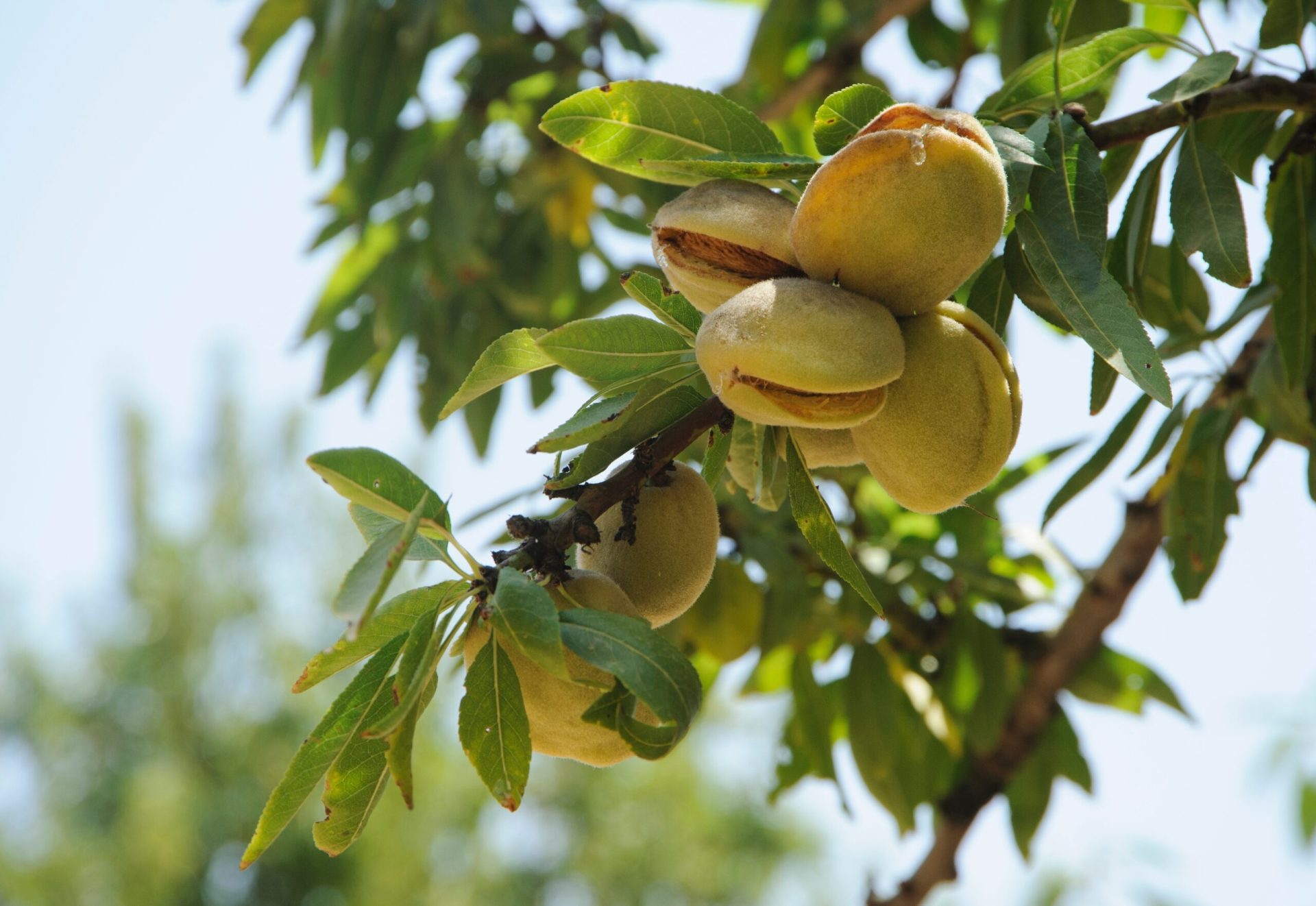 Alimentele esențiale pentru o dietă echilibrată, recomandate de cercetători O gamă largă de alimente disponibile pe piață face ca alegerea celor mai nutritive produse să fie adesea dificilă