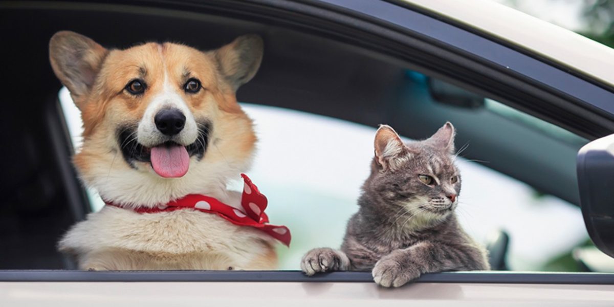 Amenzi colosale pentru șoferii din România care își plimbă animalele în față!