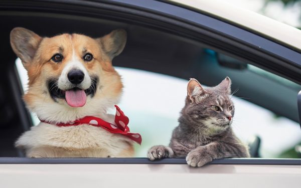 Amenzi colosale pentru șoferii din România care își plimbă animalele în față!