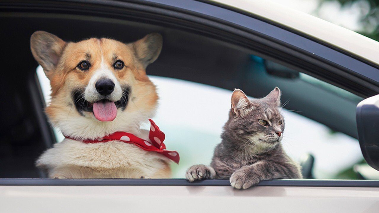 Amenzi colosale pentru șoferii din România care își plimbă animalele în față!