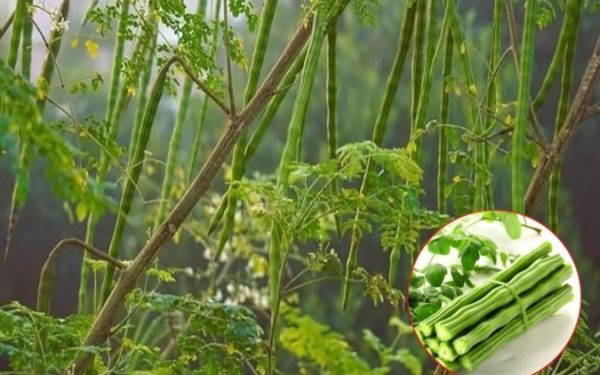 Arborele minune curăță apa de microplastice: Soluția naturală, mai bună ca chimicalele