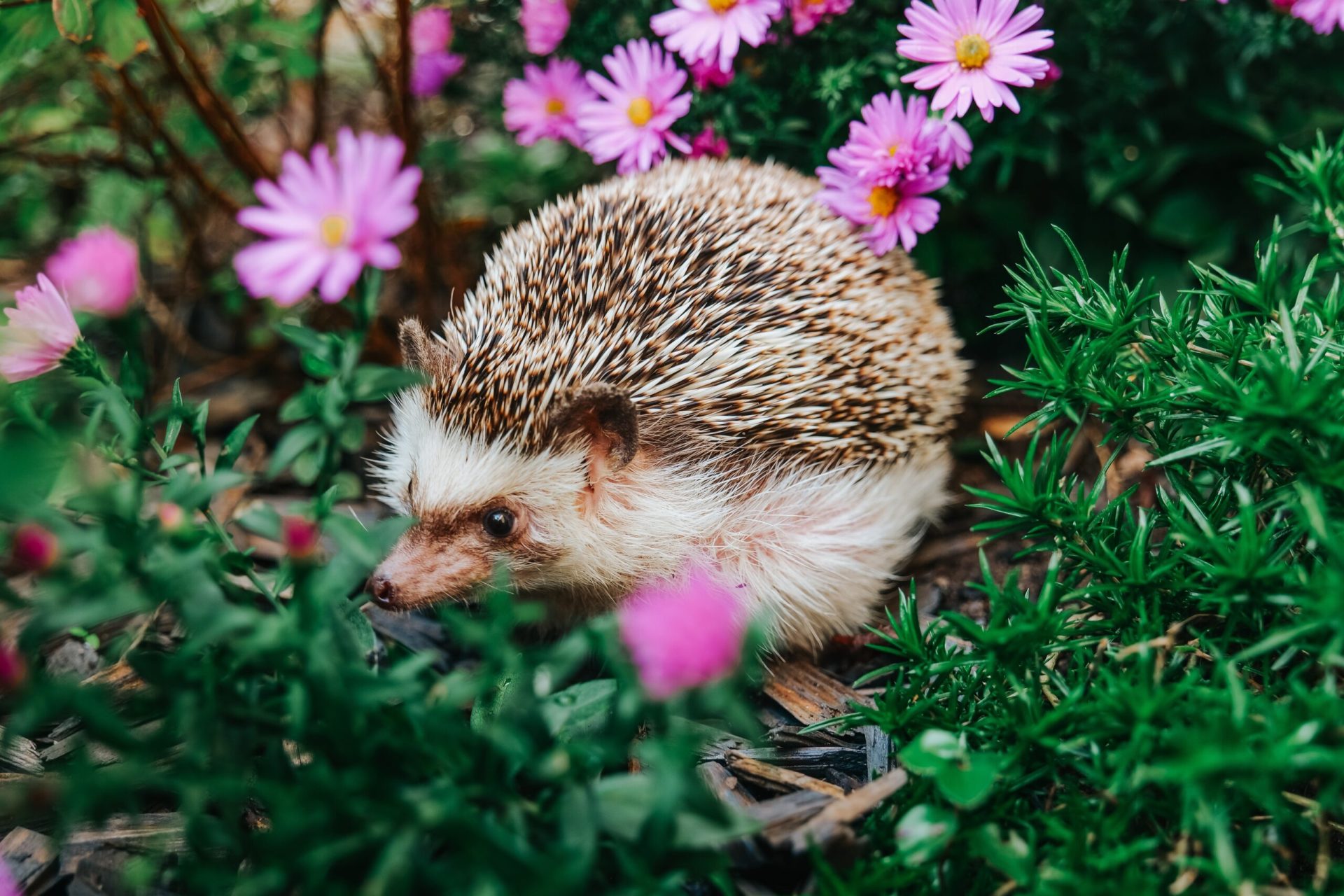 De ce aricii sunt mai tari decât crezi: rolul lor secret în natură