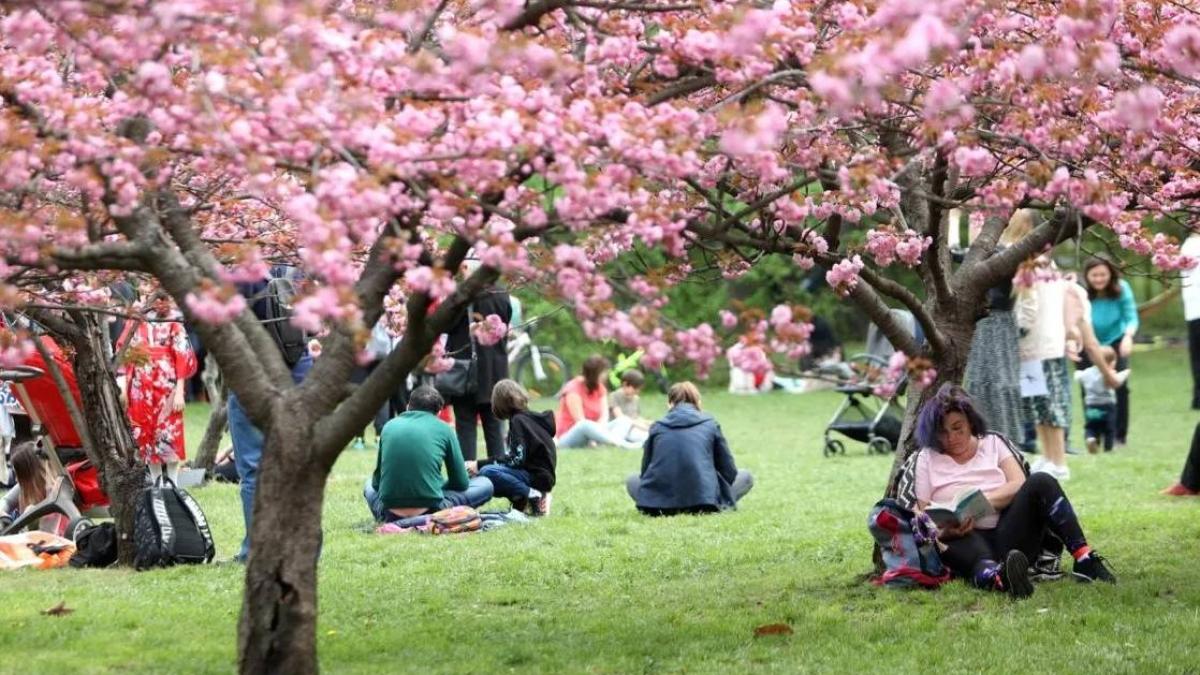 Primăria Capitalei a inaugurat cea mai mare Grădină Japoneză din Europa, amplasată în Parcul Herăstrău