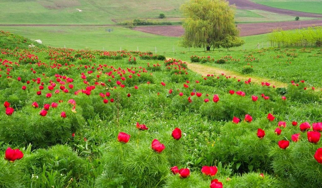 O nouă ediție a festivalului dedicat bujorilor de stepă are loc la Castelul Ugron, în perioada 25-26 aprilie Evenimentul, aflat la cea de-a treia ediție, celebrează frumusețea unică a bujorilor de stepă, aflați în plină floare în această perioadă