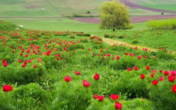 O nouă ediție a festivalului dedicat bujorilor de stepă are loc la Castelul Ugron, în perioada 25-26 aprilie Evenimentul, aflat la cea de-a treia ediție, celebrează frumusețea unică a bujorilor de stepă, aflați în plină floare în această perioadă