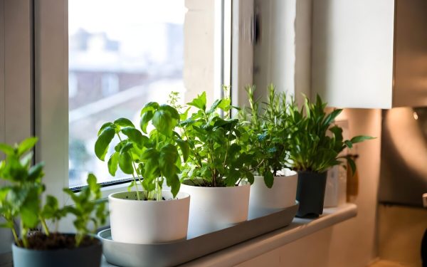 Plantele care atrag norocul în casă: Tradiții vechi respectate de români