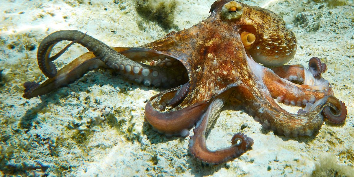 Caracatița, „seductătorul” cu brațe: Cum se împerechează sub apă