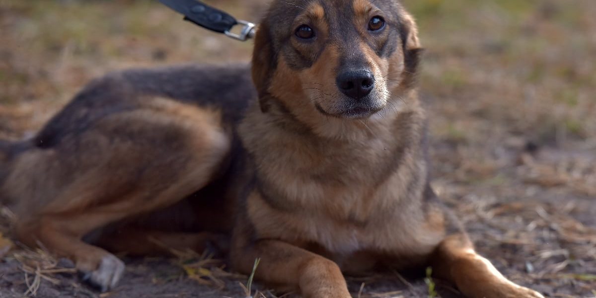 Cluj: Dresor, filmat lovind un câine. FURIE ONLINE, anchetă în desfășurare