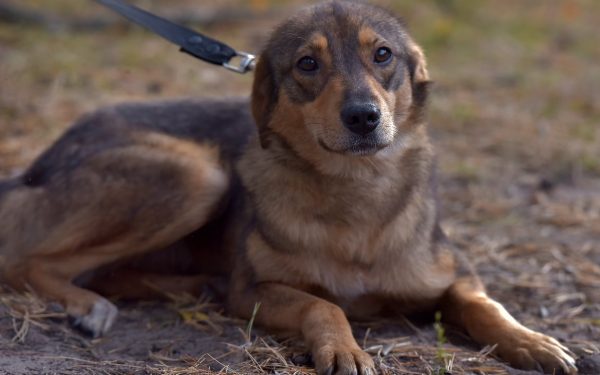 Cluj: Dresor, filmat lovind un câine. FURIE ONLINE, anchetă în desfășurare