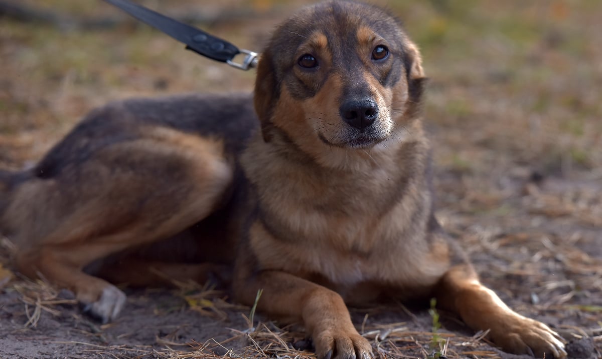 Cluj: Dresor, filmat lovind un câine. FURIE ONLINE, anchetă în desfășurare
