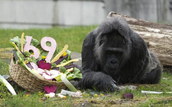Gorila-record din Berlin a împlinit o vârstă impresionantă, sărbătoare la Zoo