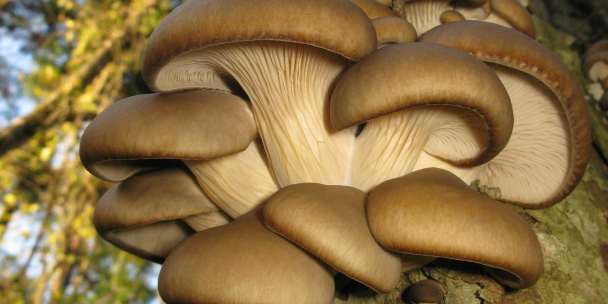 AI schimbă fața agriculturii: Zațul de cafea, transformat în ciuperci în containere SMART