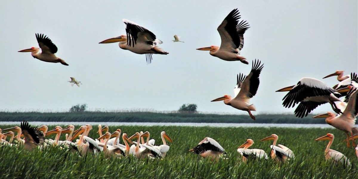 Ministra Mediului, după Delta Dunării: „Dezastru”, fonduri UE „pierdute sau sabotate”