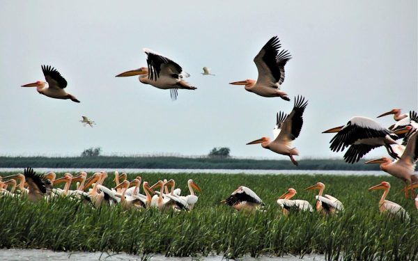 Ministra Mediului, după Delta Dunării: „Dezastru”, fonduri UE „pierdute sau sabotate”