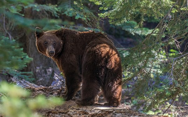 Primarul comunei Prundu Bârgăului, Județul Cluj, Doru Crișan, trage un semnal de alarmă locuitorilor