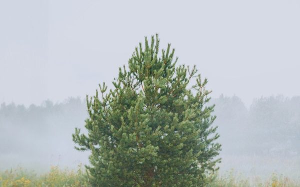 Vremea în Mid-Michigan: Prognoza pentru 17 Aprilie