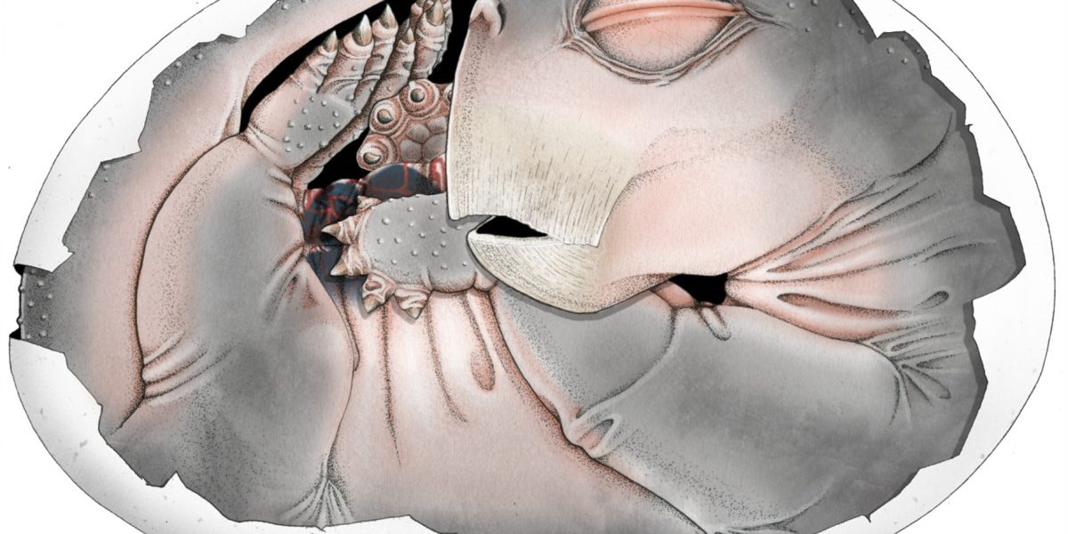 Strămoșii mamiferelor, surpriză! Oule depuse, dezvăluite cu un supermicroscop