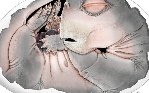 Strămoșii mamiferelor, surpriză! Oule depuse, dezvăluite cu un supermicroscop