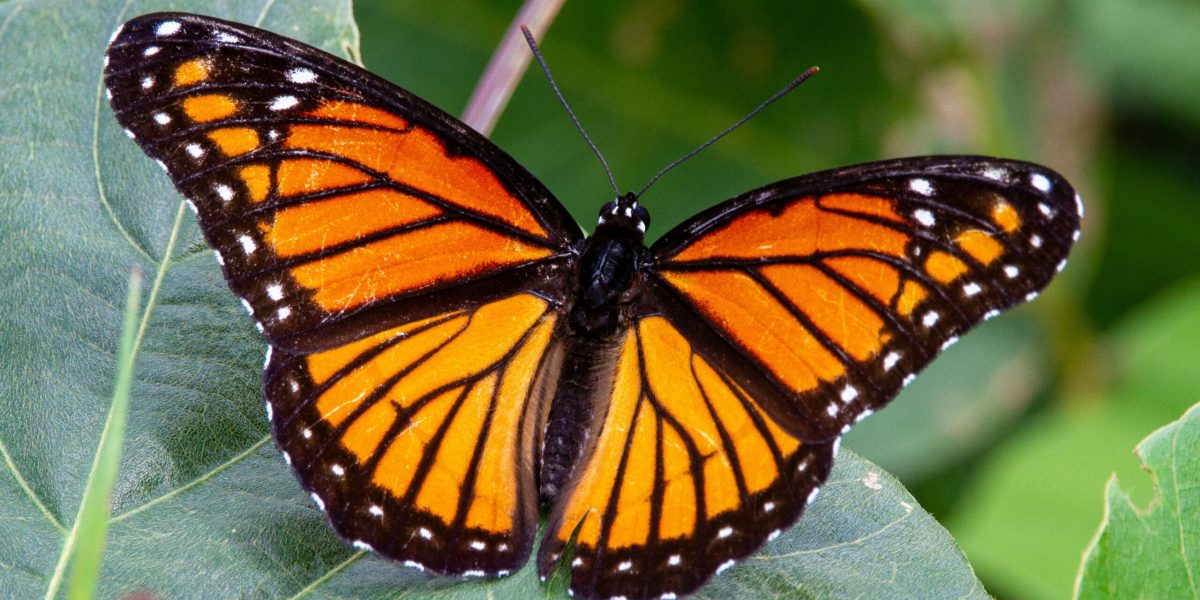 Expoziția „COCON”, dedicată fluturilor, se redeschide la Muzeul Antipa începând cu 10 aprilie, aducând în atenția publicului specii exotice și un mesaj despre protejarea mediului