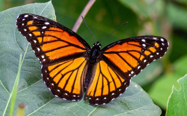 Expoziția „COCON”, dedicată fluturilor, se redeschide la Muzeul Antipa începând cu 10 aprilie, aducând în atenția publicului specii exotice și un mesaj despre protejarea mediului