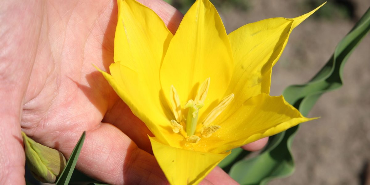 Floarea rară, vedetă la Cazanele Dunării: O raritate în România