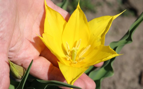 Floarea rară, vedetă la Cazanele Dunării: O raritate în România