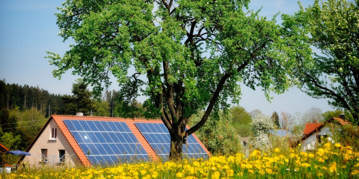Lemnul energetic MINUNE: Produce curent solar… și noaptea!
