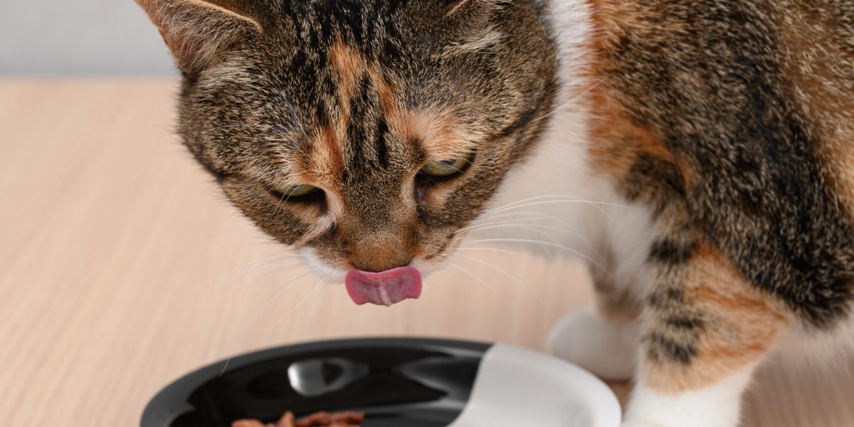 Încălziți mâncarea pisicii: Studiu ȘTIINȚIFIC despre beneficii!