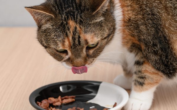 Încălziți mâncarea pisicii: Studiu ȘTIINȚIFIC despre beneficii!