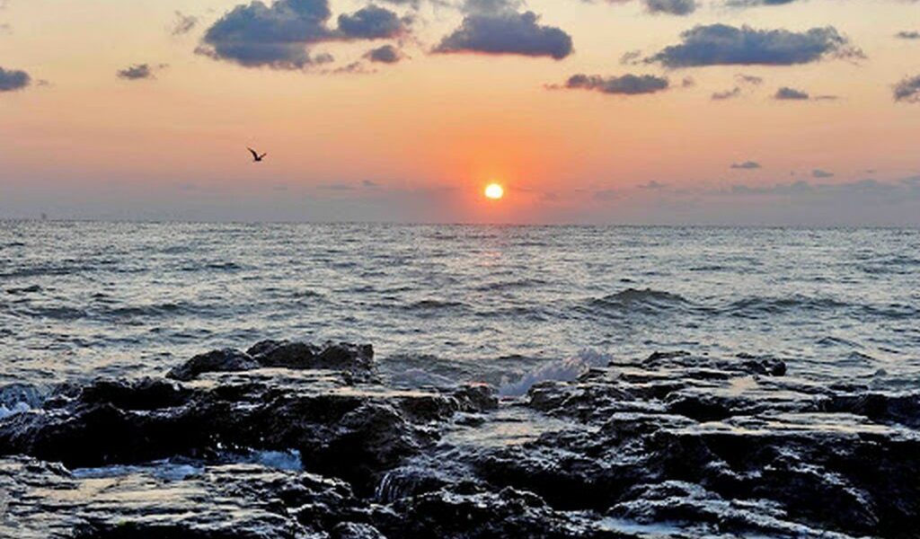 Virus mortal din fructele de mare: Boala cronică se răspândește la oameni