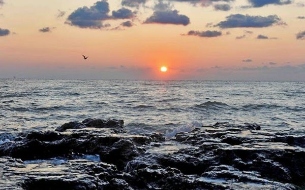 Virus mortal din fructele de mare: Boala cronică se răspândește la oameni