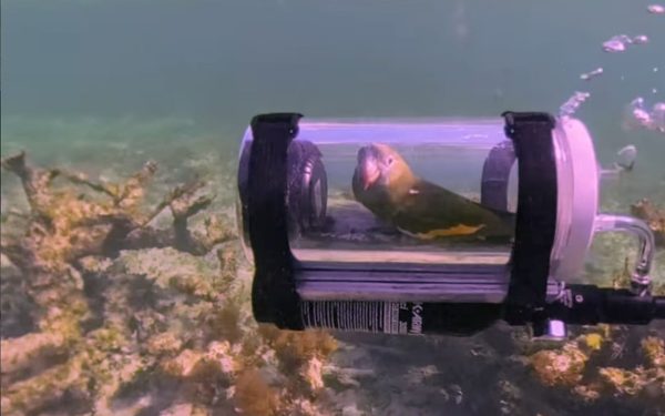 Bărbat inventiv: Submarin pentru papagalul curios, ca să admire viața subacvatică