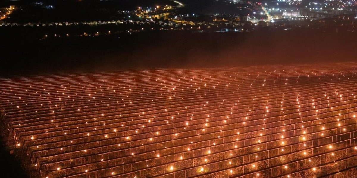 Fermieri din Cluj, gest disperat: 40.000 de euro, fum și căldură pentru cireși