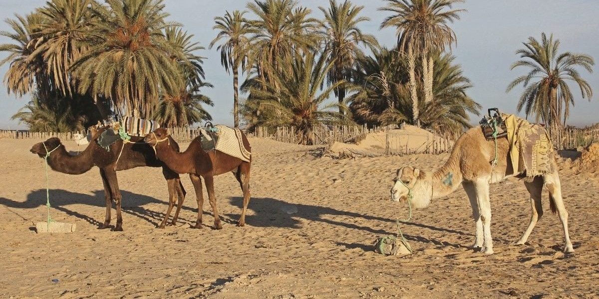 Japonia și Norvegia inovează: nisipul deșertic, nou material de construcții