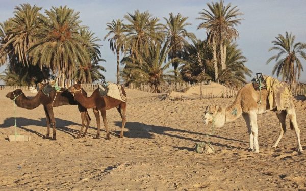 Japonia și Norvegia inovează: nisipul deșertic, nou material de construcții