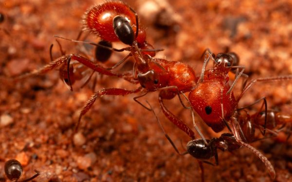Cercetătorii, șocați: Furnicile au un nou comportament, inedit