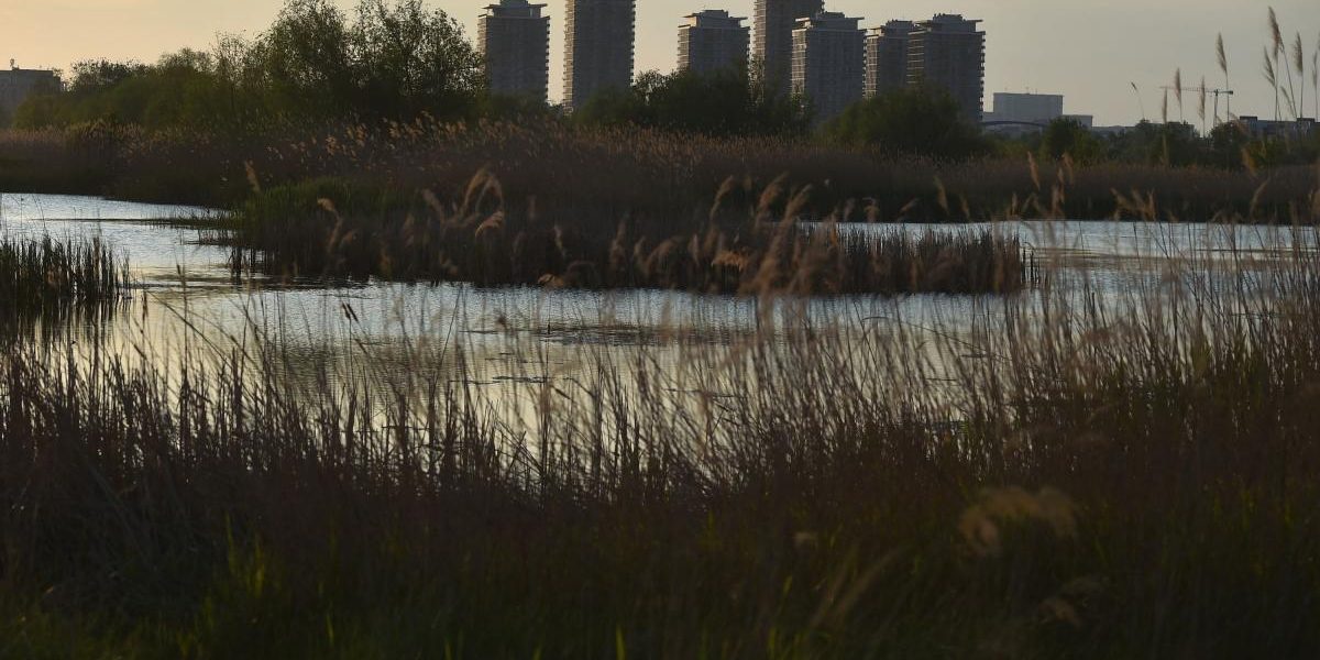 Grădina sălbatică uimește la Văcărești: Bloomberg, impresionat de oază-n București