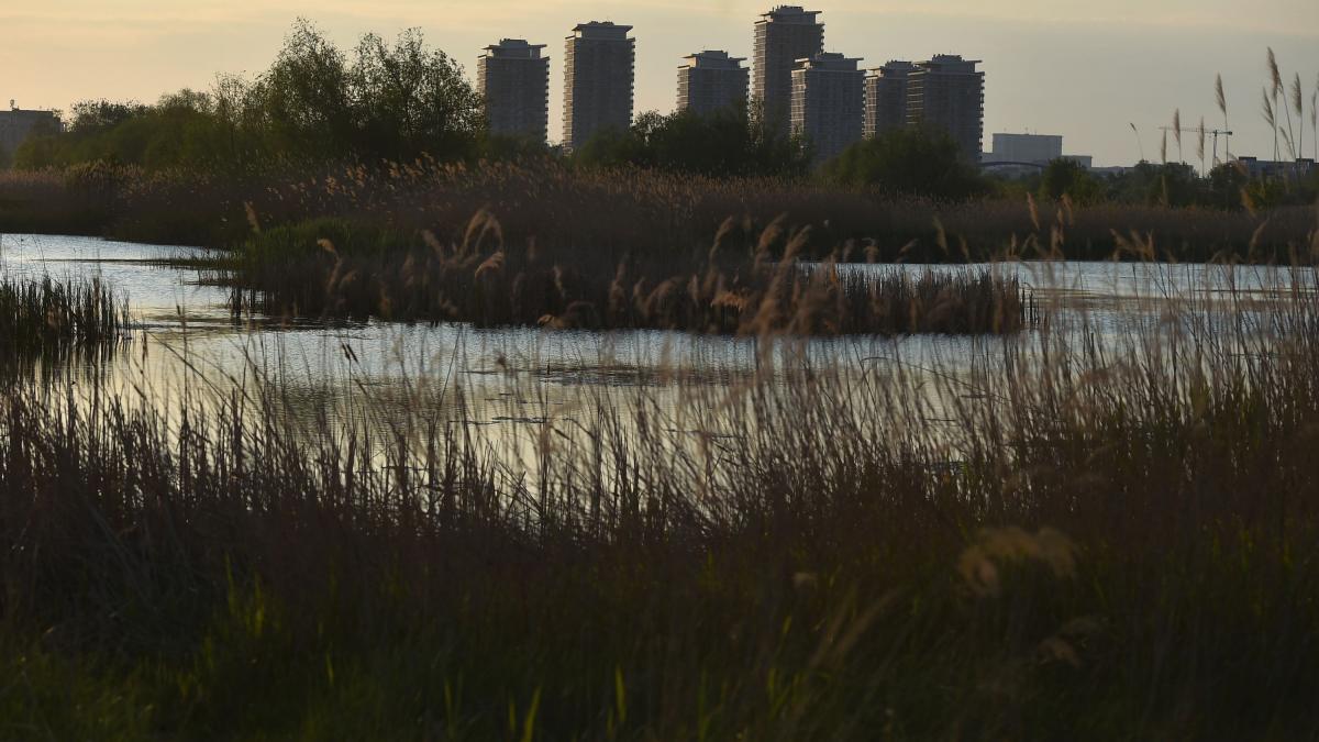 Grădina sălbatică uimește la Văcărești: Bloomberg, impresionat de oază-n București