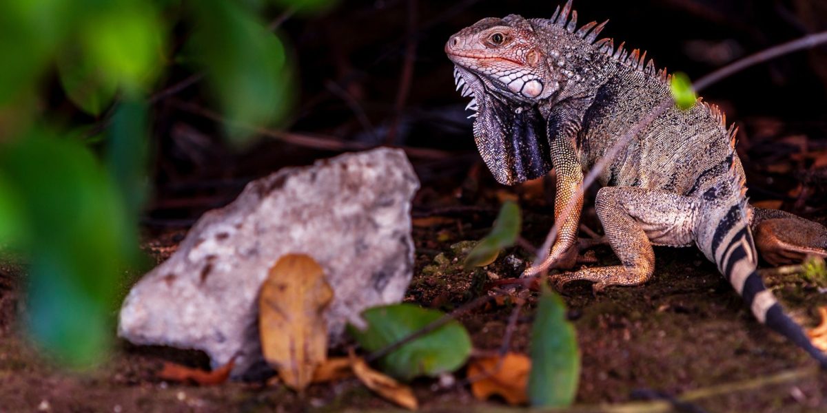 Ochii vertebratelor, un mister dezvăluit: Totul a pornit de la un singur ochi