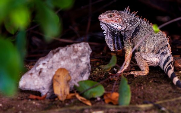 Ochii vertebratelor, un mister dezvăluit: Totul a pornit de la un singur ochi
