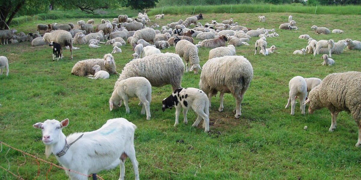 Zoofil în serie prins în Franța: Detaliile șocante ale anchetei