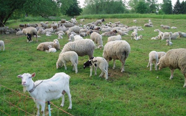 Zoofil în serie prins în Franța: Detaliile șocante ale anchetei