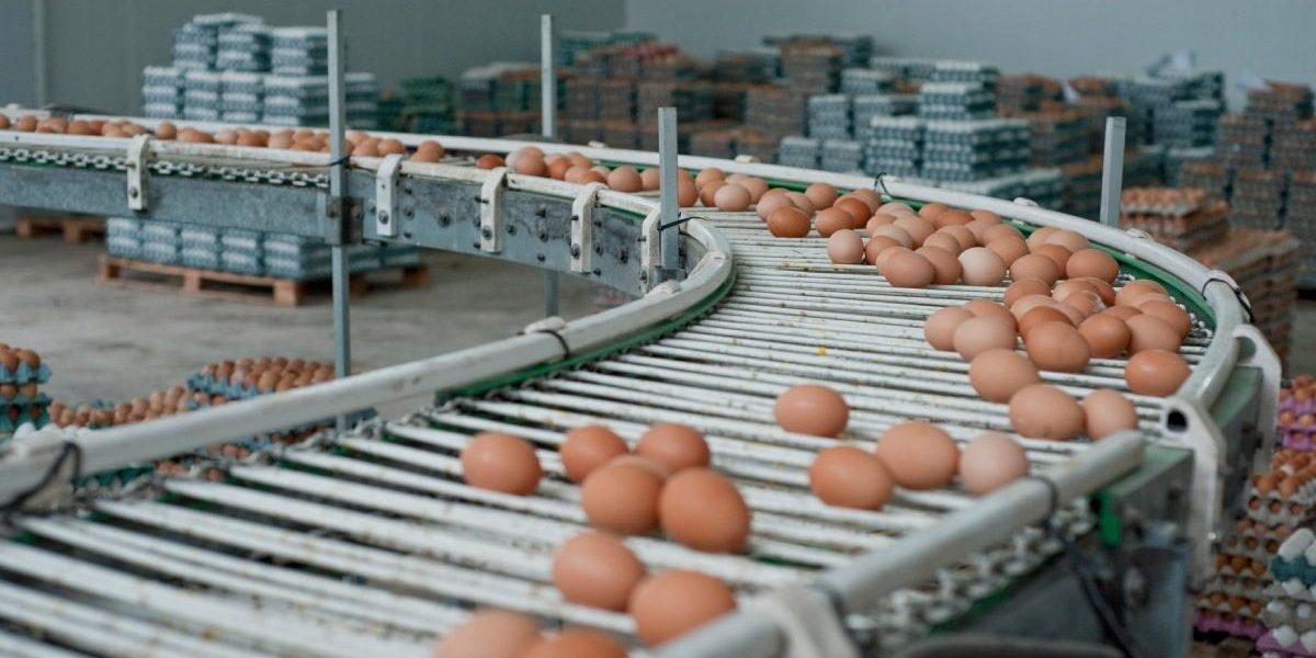 Alertă alimentară: 1,5 milioane de ouă cu Salmonella, la o fermă din Galați, înainte de Paște