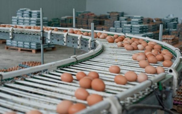 Alertă alimentară: 1,5 milioane de ouă cu Salmonella, la o fermă din Galați, înainte de Paște